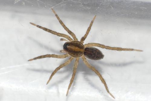 Trochosa sp.